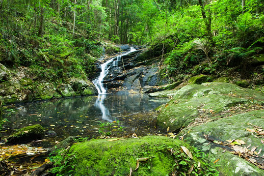 sunshine coast waterfalls kondalilla