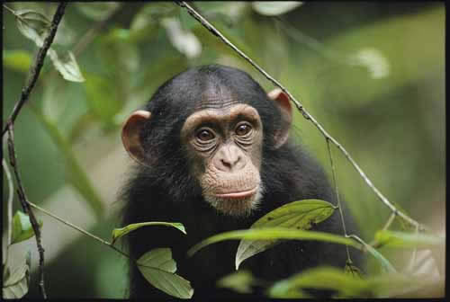 things to do in tanzania chimp