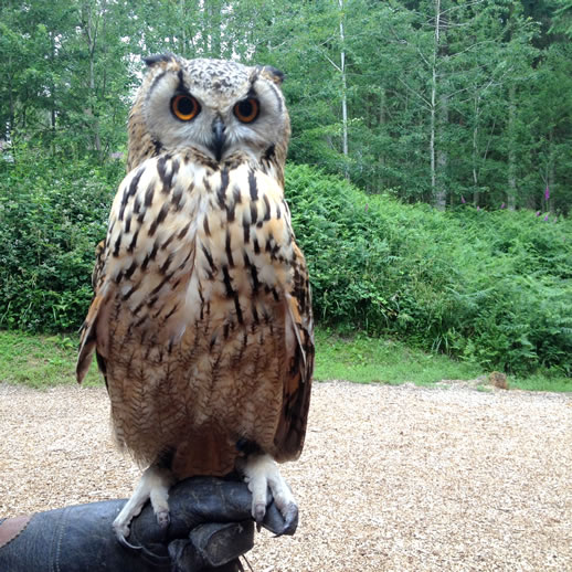 centre parcs owl