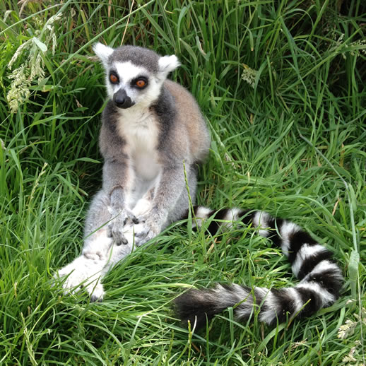 longleat lemur