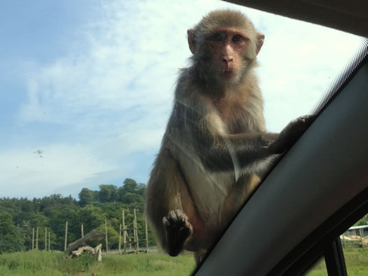 longleat monkey