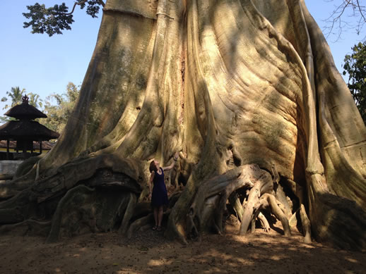 giant tree and me again