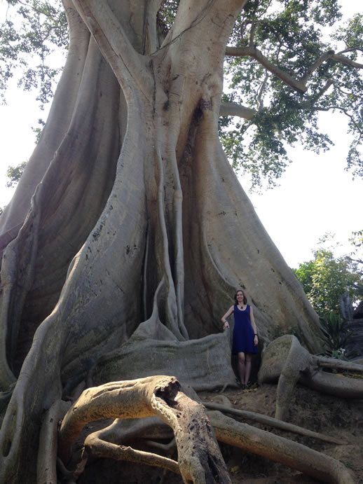 giant tree and me