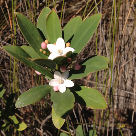 mount barney wildflowers 2