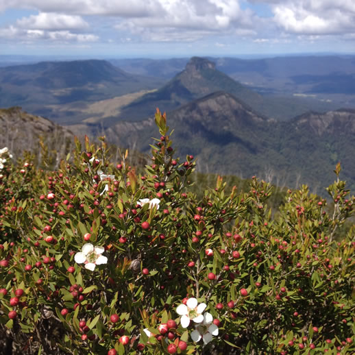 mount barney wildflowers 3