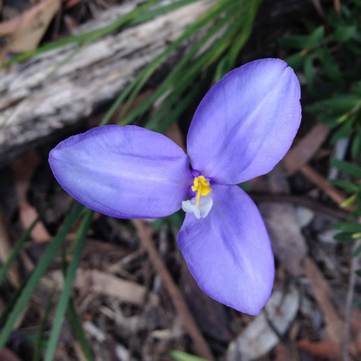 mount barney wildflowers 4