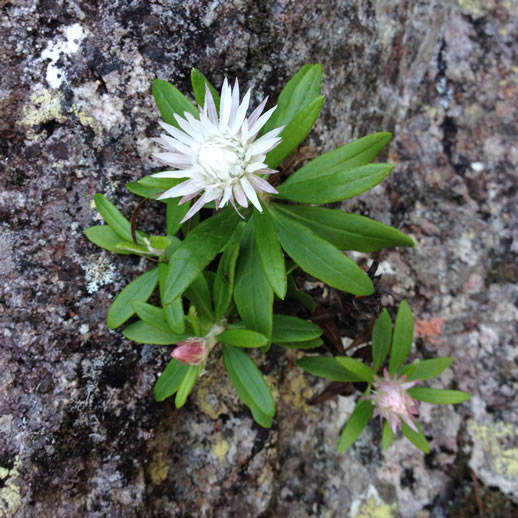 mount barney wildflowers