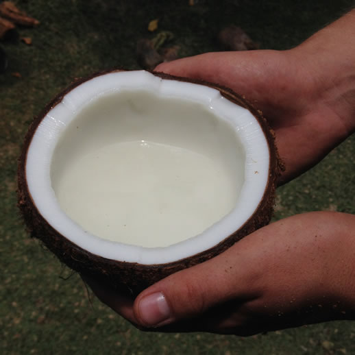 rumah desa coconut water