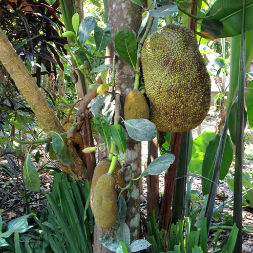 rumah desa jack fruit