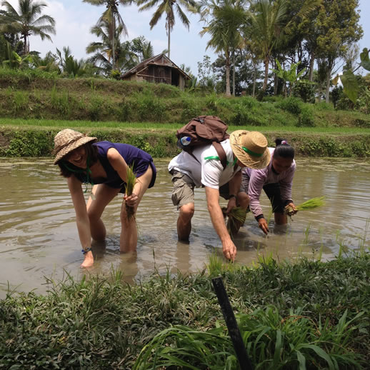 rumah desa planting rice paddy 2