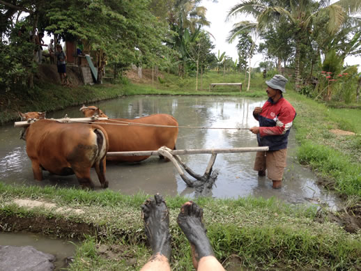 rumah desa ploughing rice paddy 2