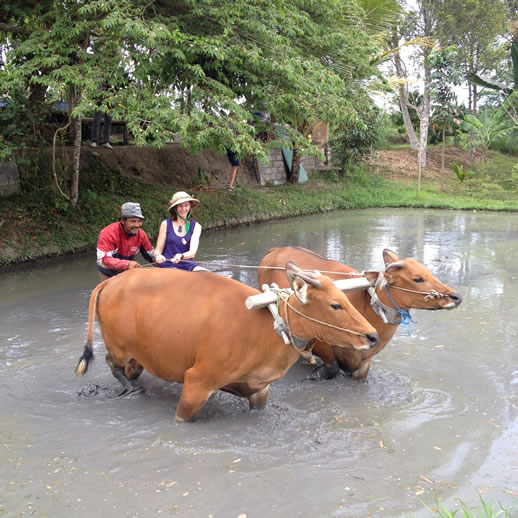 rumah desa ploughing rice paddy