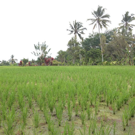 rumah desa rice paddy