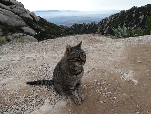 montserrat cat