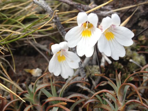 tongariro alpine crossing 4