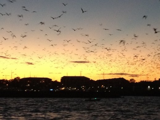 hervey bay sunset cruise 13