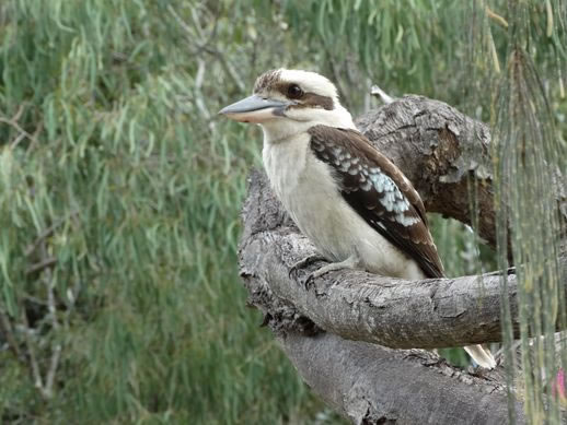 rainbow-beach-things-to-do-birds-1