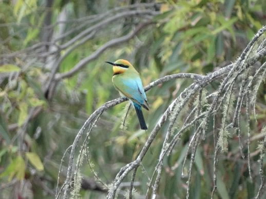 rainbow-beach-things-to-do-birds-2