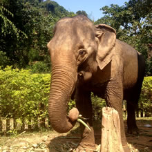 Elephant Village Luang Prabang
